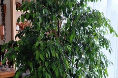 Sales: Ficus benjamina