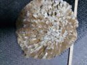 Verkaufen mit Online-Zahlungen: Absolute Rarität!!! Fossile Koralle XXXXL 7.6 KG 30 Cm Durchmesse
