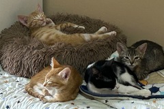 Announcement: Gatitos en adopción 