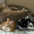 Announcement: Gatitos en adopción 