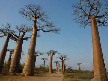 Experiential Travel (individual): Baobabs Coast Tour