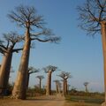 Experiential Travel (individual): Baobabs Coast Tour