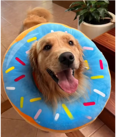 Isabelino tipo dona antialergico
