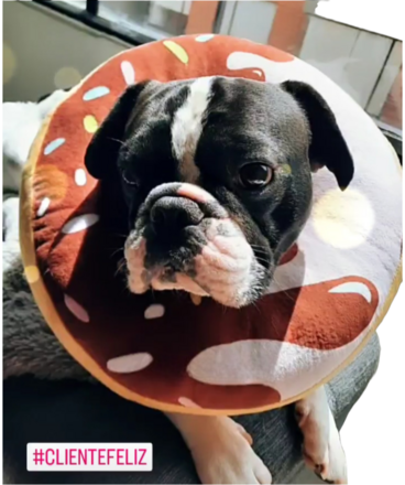 Isabelino tipo dona antialergico