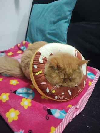Isabelino tipo dona antialergico