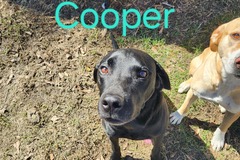   : Cooper