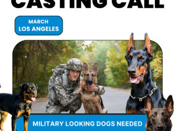 Casting call: Military dogs needed for a production job