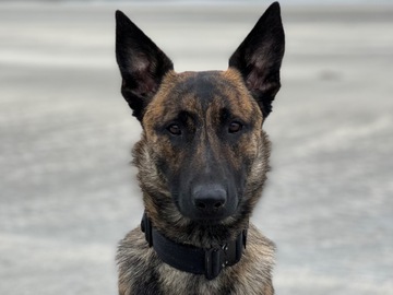 Animal Talent Listing: Police/military dog acting or content creation 