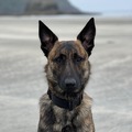 Animal Talent Listing: Police/military dog acting or content creation 