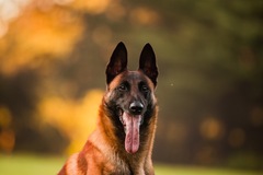 Animal Talent Listing: Belgian Malinois trained in protection 