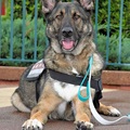 Animal Talent Listing: German Shepherd Service Dog and Content Creator