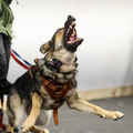 Animal Talent Listing: German Shepherd trained in protection 