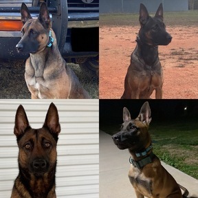 Team malinois deals