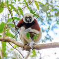 Experiential Travel (individual): The East of Madagascar & it's Luxurious Landscapes