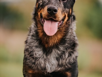 Animal Talent Listing: Harlequin Beauceron trained in protection