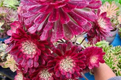 Vente: Aeonium Zwartkin variegata 