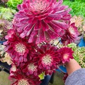 Sales: Aeonium Zwartkin variegata 