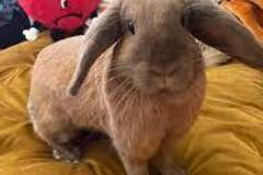 Looking for volunteers: Foster a Rabbit & Get Your Bunny Fix Without the 10 yr Commitment