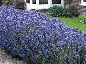 Buy Now: 30 Perennial Lavender 'Munstead'