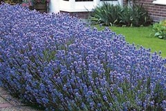 Comprar ahora: 30 Perennial Lavender 'Munstead'