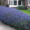 Comprar ahora: 30 Perennial Lavender 'Munstead'