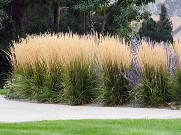 Buy Now: 30 Perennial 'Karl Foerster' Feather Reed Grass