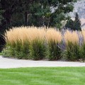 Buy Now: 30 Perennial 'Karl Foerster' Feather Reed Grass