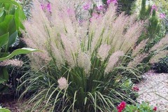 Buy Now: 30 Perennial Feather Reed Grass-Korean