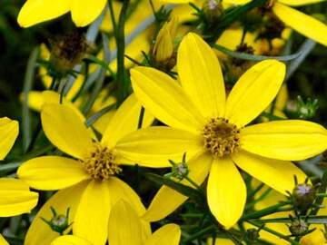 Buy Now: 30 Perennial Coreopsis 'Mayo Clinic Flower of Hope'