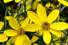 Comprar ahora: 30 Perennial Coreopsis 'Mayo Clinic Flower of Hope'