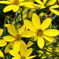 Buy Now: 30 Perennial Coreopsis 'Mayo Clinic Flower of Hope'