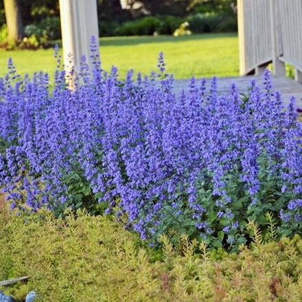 30 Perennial Nepeta 'Purrsian Blue' Catmint