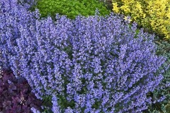 Comprar ahora: 30 Perennial Nepeta 'Purrsian Blue' Catmint