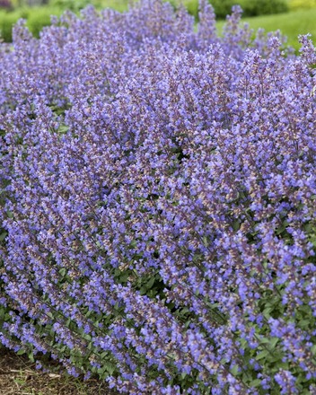 30 Perennial Nepeta 'Purrsian Blue' Catmint