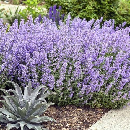 30 Perennial Nepeta 'Purrsian Blue' Catmint