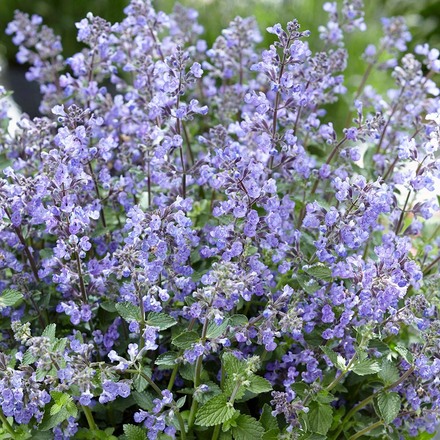 30 Perennial Nepeta 'Purrsian Blue' Catmint