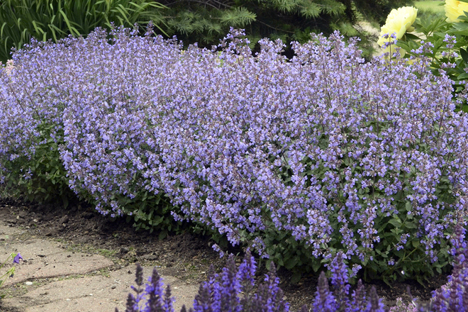 30 Perennial Nepeta 'Purrsian Blue' Catmint