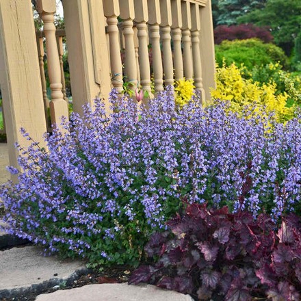 30 Perennial Nepeta 'Purrsian Blue' Catmint