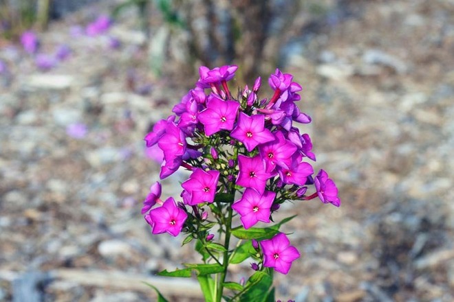 30 Perennial Phlox 'Grape Lollipop'