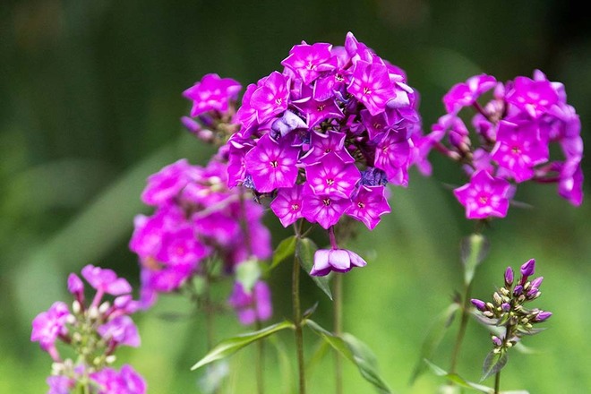 30 Perennial Phlox 'Grape Lollipop'