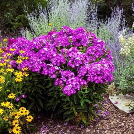 30 Perennial Phlox 'Grape Lollipop'
