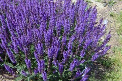 Buy Now: 30 Perennial Salvia 'Blue by You' 