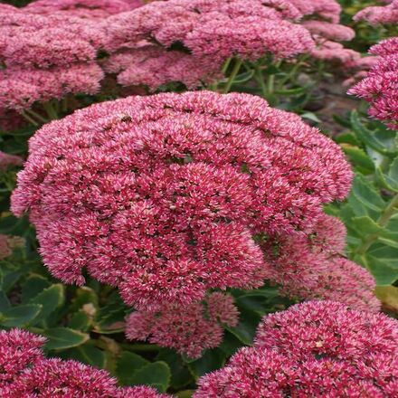 30 Perennial Sedum 'Autumn Joy' 