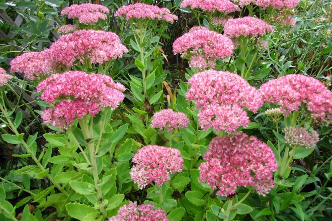 30 Perennial Sedum 'Autumn Joy' 
