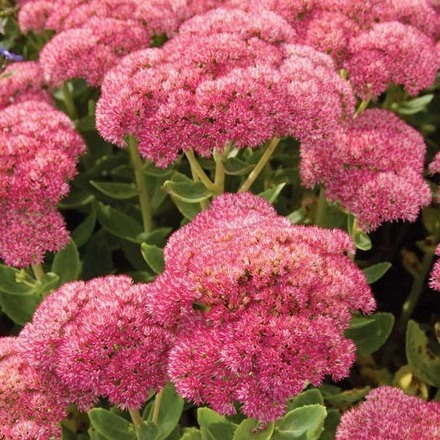 30 Perennial Sedum 'Autumn Joy' 