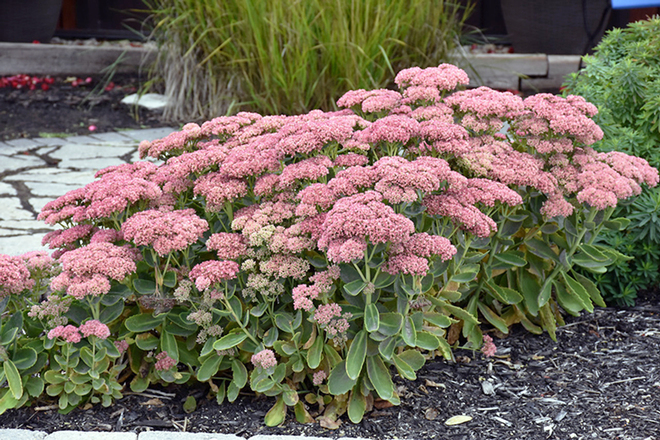 30 Perennial Sedum 'Autumn Joy' 