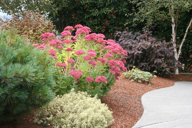 30 Perennial Sedum 'Autumn Joy' 