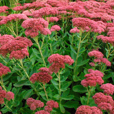 30 Perennial Sedum 'Autumn Joy' 
