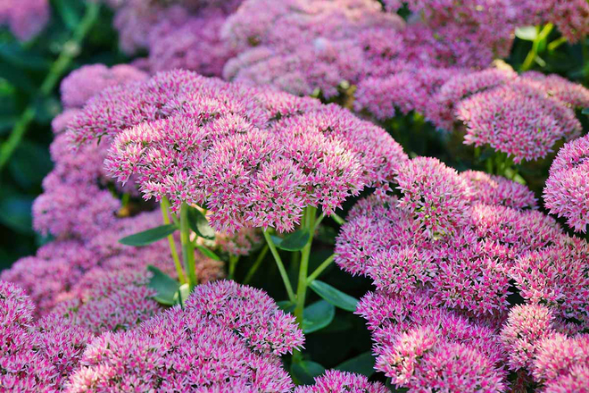 30 Perennial Sedum 'Autumn Joy' 