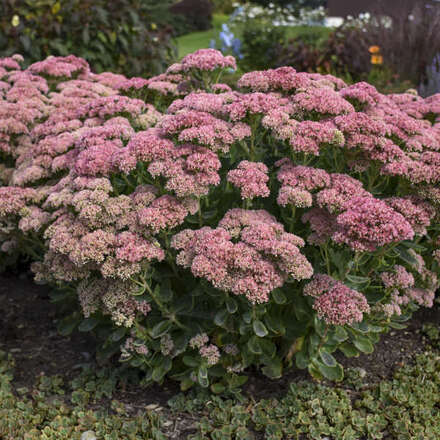 30 Perennial Sedum 'Autumn Joy' 